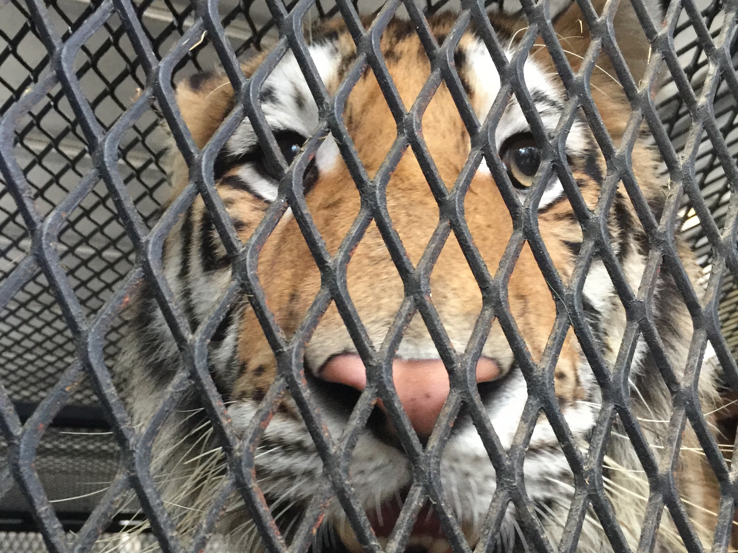 caption: A tiger discovered in what was thought to be an abandoned Houston home was rescued by the city's animal shelter, after an intruder called authorities.