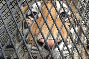 caption: A tiger discovered in what was thought to be an abandoned Houston home was rescued by the city's animal shelter, after an intruder called authorities.