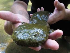 caption: Rod Williams, a Purdue University associate professor, holds a hellbender that he and a team of students collected in southern Indiana's Blue River in 2014. The Eastern hellbender salamander is set to be Pennsylvania's official state amphibian.