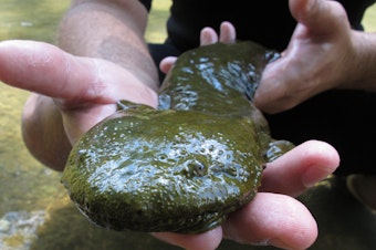 caption: Rod Williams, a Purdue University associate professor, holds a hellbender that he and a team of students collected in southern Indiana's Blue River in 2014. The Eastern hellbender salamander is set to be Pennsylvania's official state amphibian.