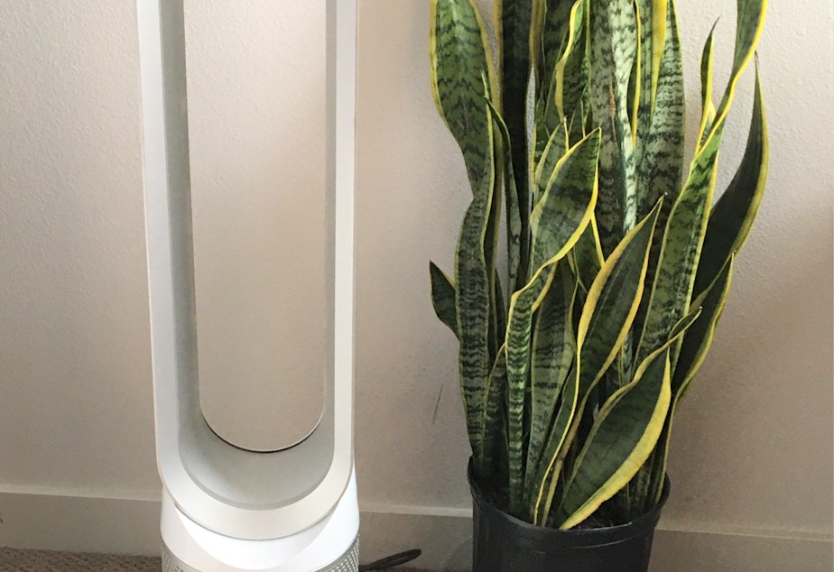 caption: North Seattle resident Sarah Schacht has taken a number of measures to keep healthy oxygen flow in her home amid sheltering from wildfire smoke, including buying various snake plants and using air filters.