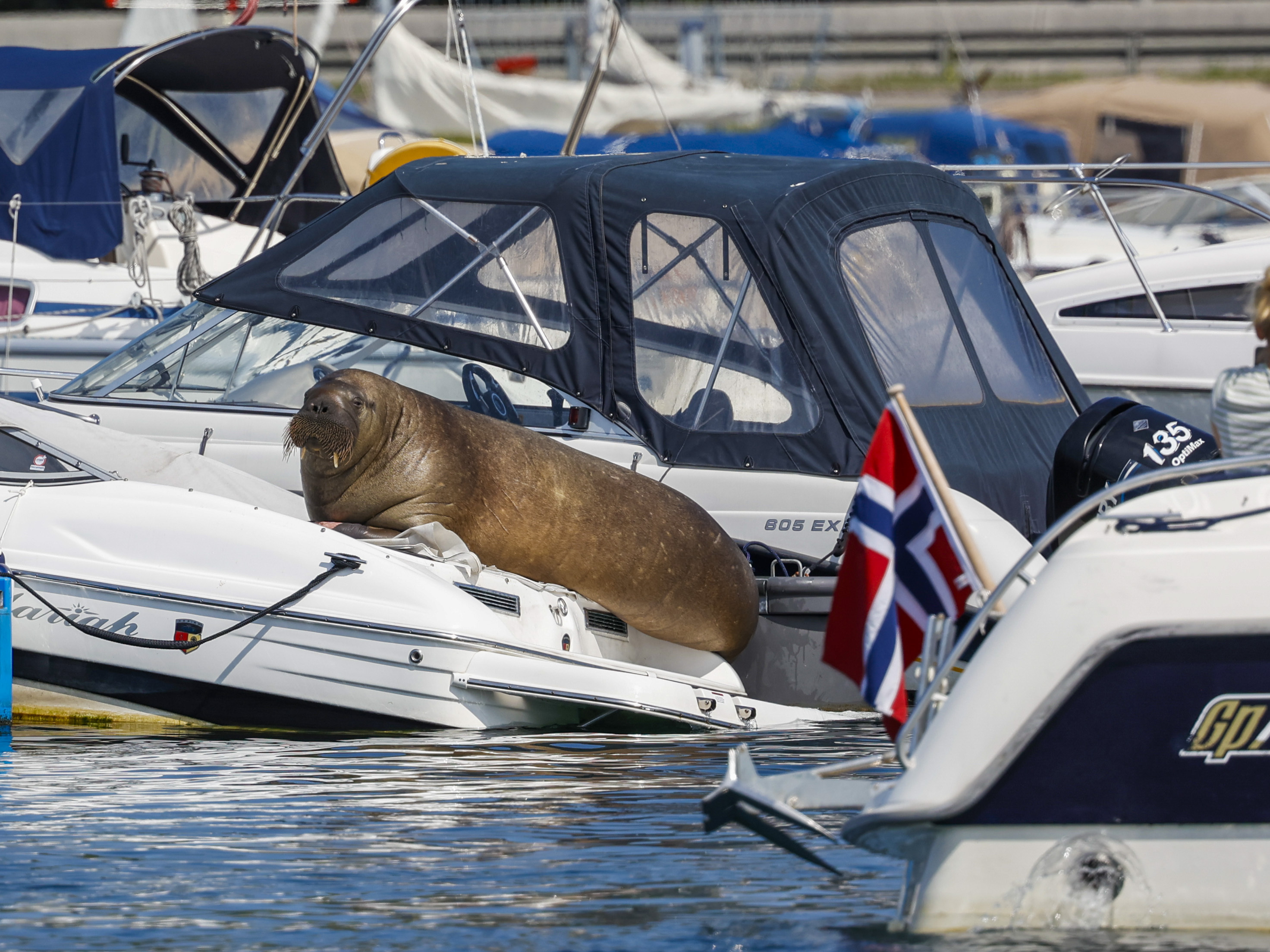 caption: Freya the walrus is pictured sitting on a boat in Frognerkilen in Oslo, Norway, on July 18. Authorities in Norway said on Sunday that they have euthanized the walrus that had drawn crowds of spectators in the Oslo Fjord after concluding it posed a risk to humans.