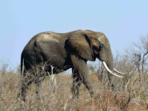 caption: Officials at Kruger National Park in South Africa said a suspected rhino poacher was killed by an elephant and his remains eaten by lions. Pictured here, an elephant in the park in 2016.