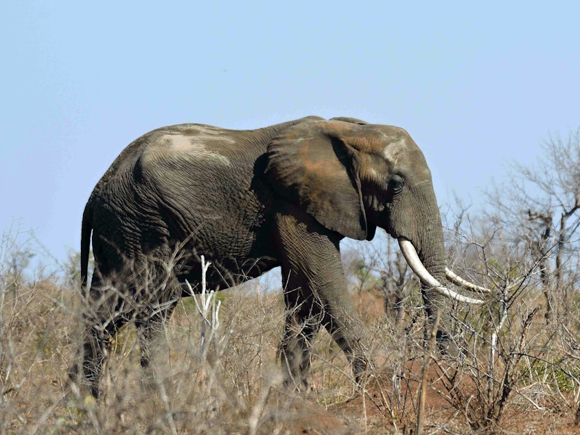 caption: Officials at Kruger National Park in South Africa said a suspected rhino poacher was killed by an elephant and his remains eaten by lions. Pictured here, an elephant in the park in 2016.