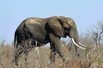 caption: Officials at Kruger National Park in South Africa said a suspected rhino poacher was killed by an elephant and his remains eaten by lions. Pictured here, an elephant in the park in 2016.