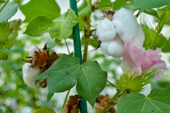 caption: Cottonseed is full of protein but toxic to humans and most animals. The U.S. Department of Agriculture this week approved a genetically engineered cotton with edible seeds. They could eventually feed chickens, fish — or even people.
