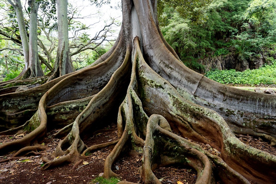 caption: Tree with deep roots