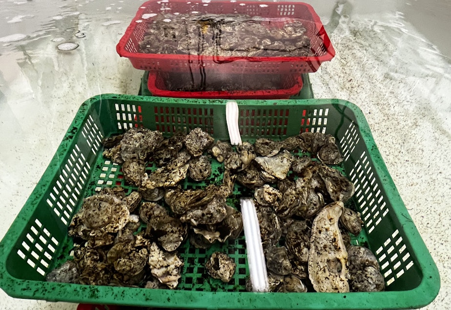 caption: Seaweed is the main food for shellfish like the Olympia oyster, which is at risk due to overharvesting in the 1800s and 1900s. The Puget Sound Restoration Fund oversees both shellfish and seaweed conservation in the region.