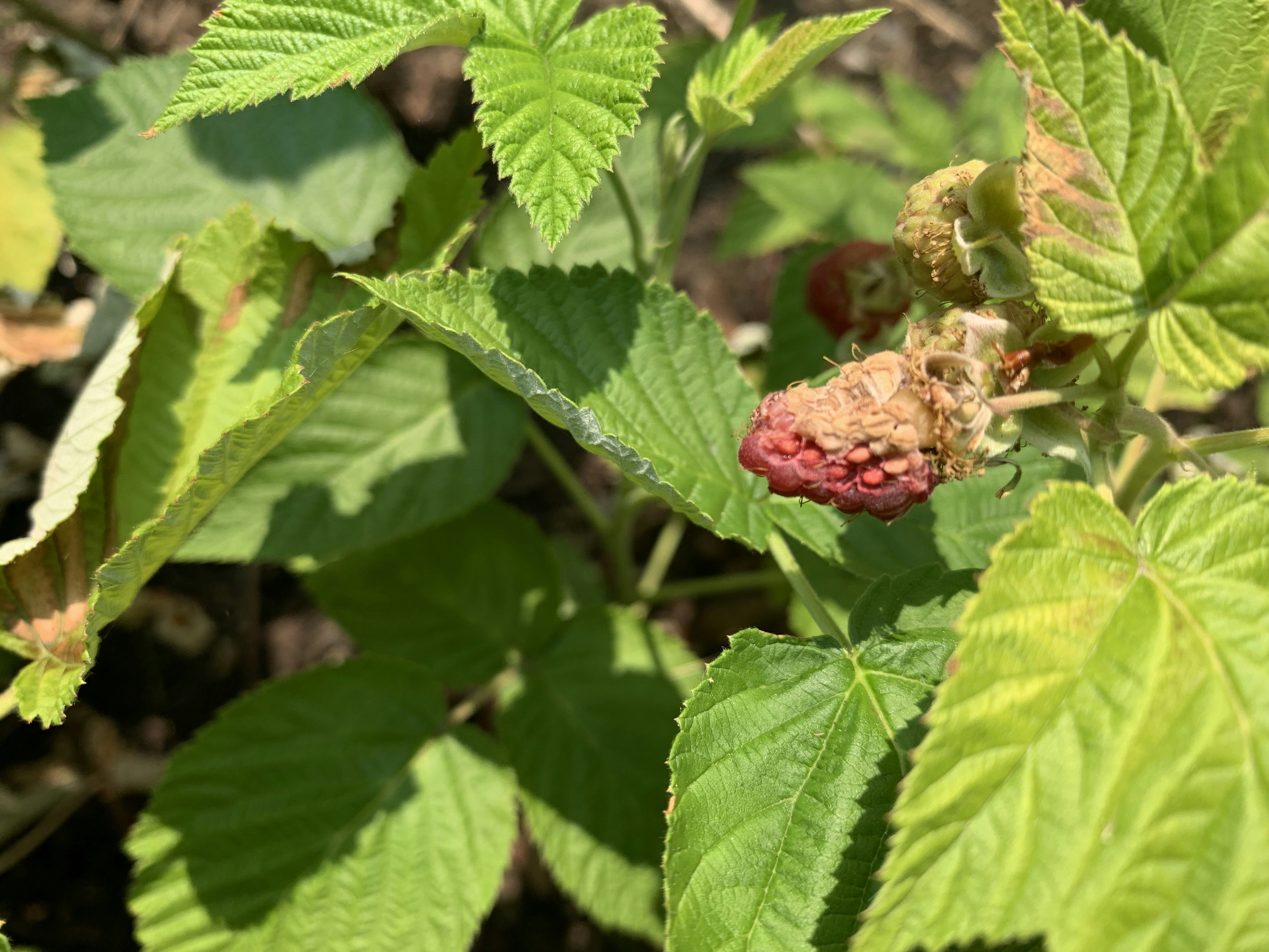 KUOW - Roasted on the vine: Heat dome threatens NW berry harvest this summer - Vimarsana News