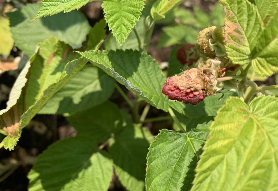 caption: A raspberry dried on the vine. 
