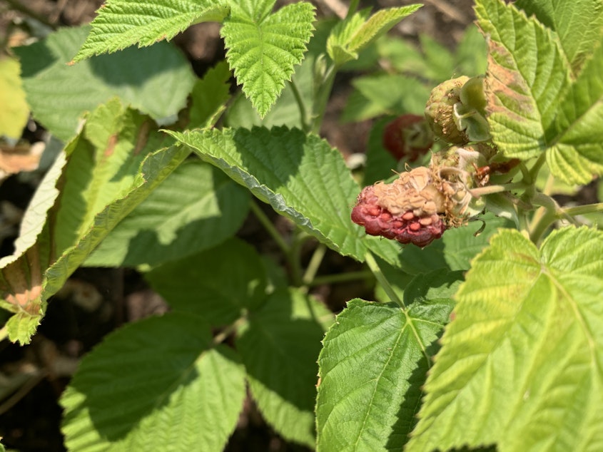 caption: A raspberry dried on the vine. 