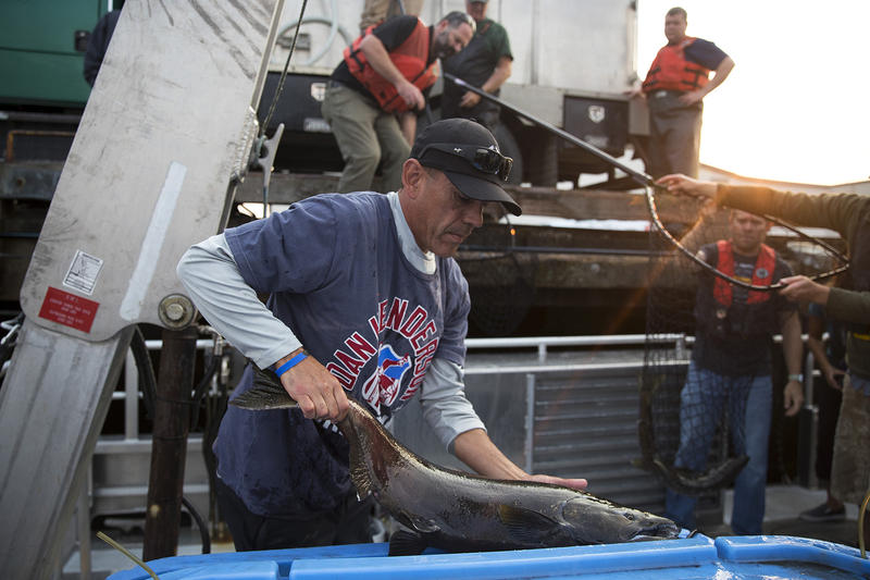 caption: Lummi Tribal Chairman Jay Julius loads live chinook salmon onto King County Research Vessel SoundGuardian in Squalicum Harbor on Friday, August 10, 2018. (Image taken under the authority of NMFS MMPA/ESA Permit No. 18786-03)
