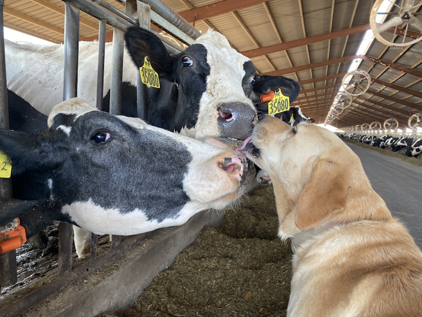 caption: Maple, the 7-year-old yellow lab, takes a swift lick on a couple of milkers near Sunnyside, Washington.