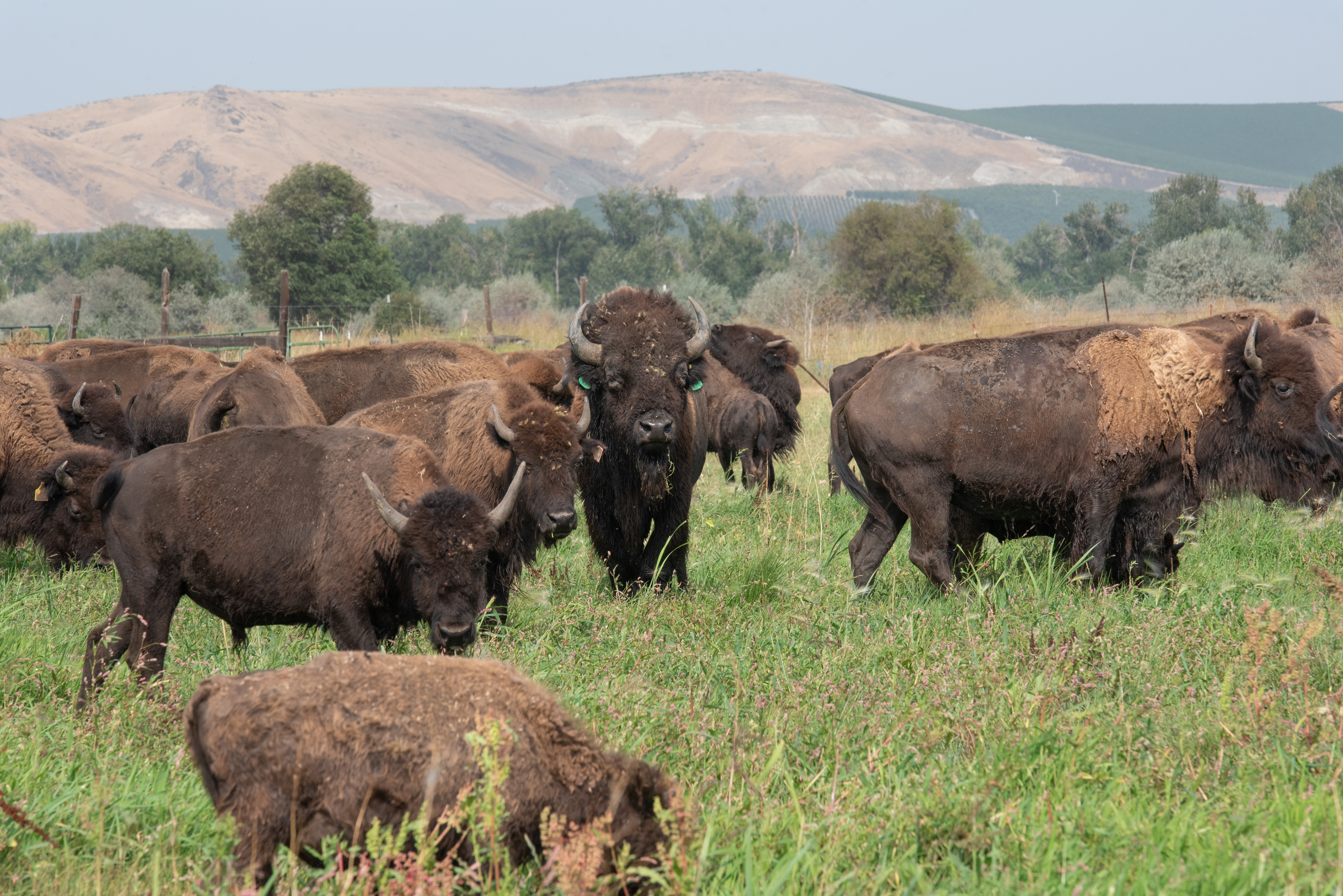 caption: Two years ago, the InterTribal Buffalo Council awarded the Yakama Nation a family group of 26 buffalo from Yellowstone. This male buffalo, identifiable by a blue ear tag, center, was brought to the tribe’s Satus Ranch to help increase genetic diversity within the herd.