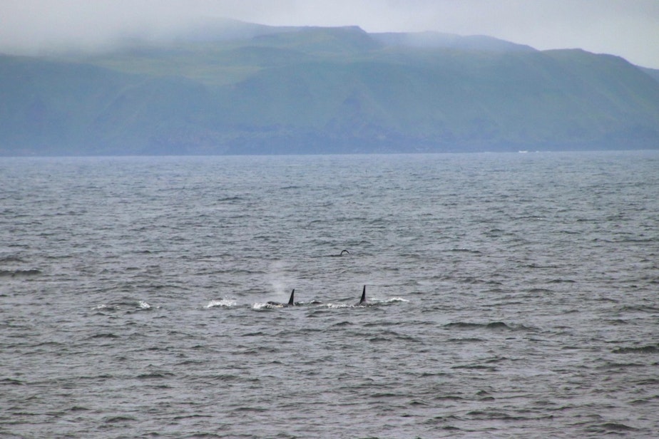caption: Orcas spotted in the Bering Sea off Alaska's Unalaska Island in June 2023.