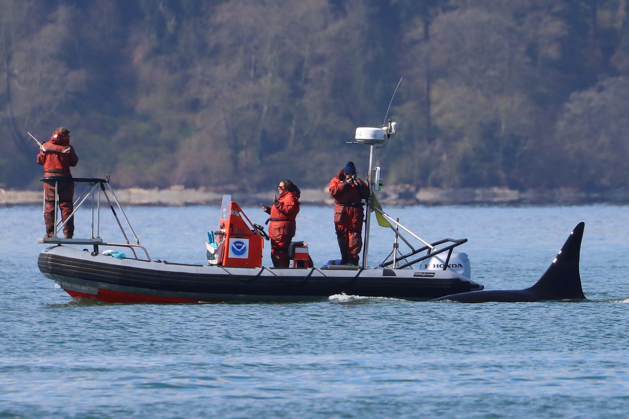 caption: A transient orca surfaces near NOAA Northwest Fisheries Science Center researchers Brad Hanson, Candice Emmons and Emma Horton in Puget Sound on March 26, 2026. 