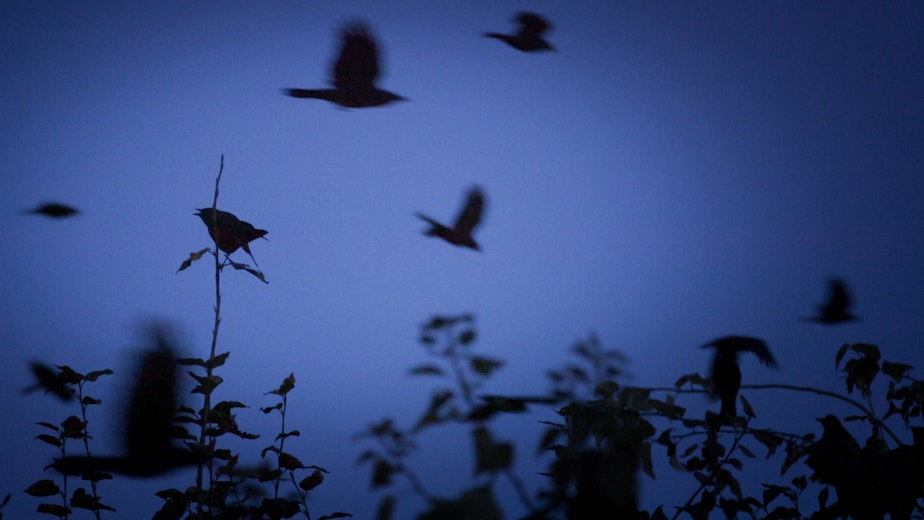 caption: Crows fly from all over the Seattle region to reach their nighttime roost. Scientists believe they are witnessing a gradual transition from a massive roost in Bothell to another wetlands restoration 10 miles to the south in Redmond.