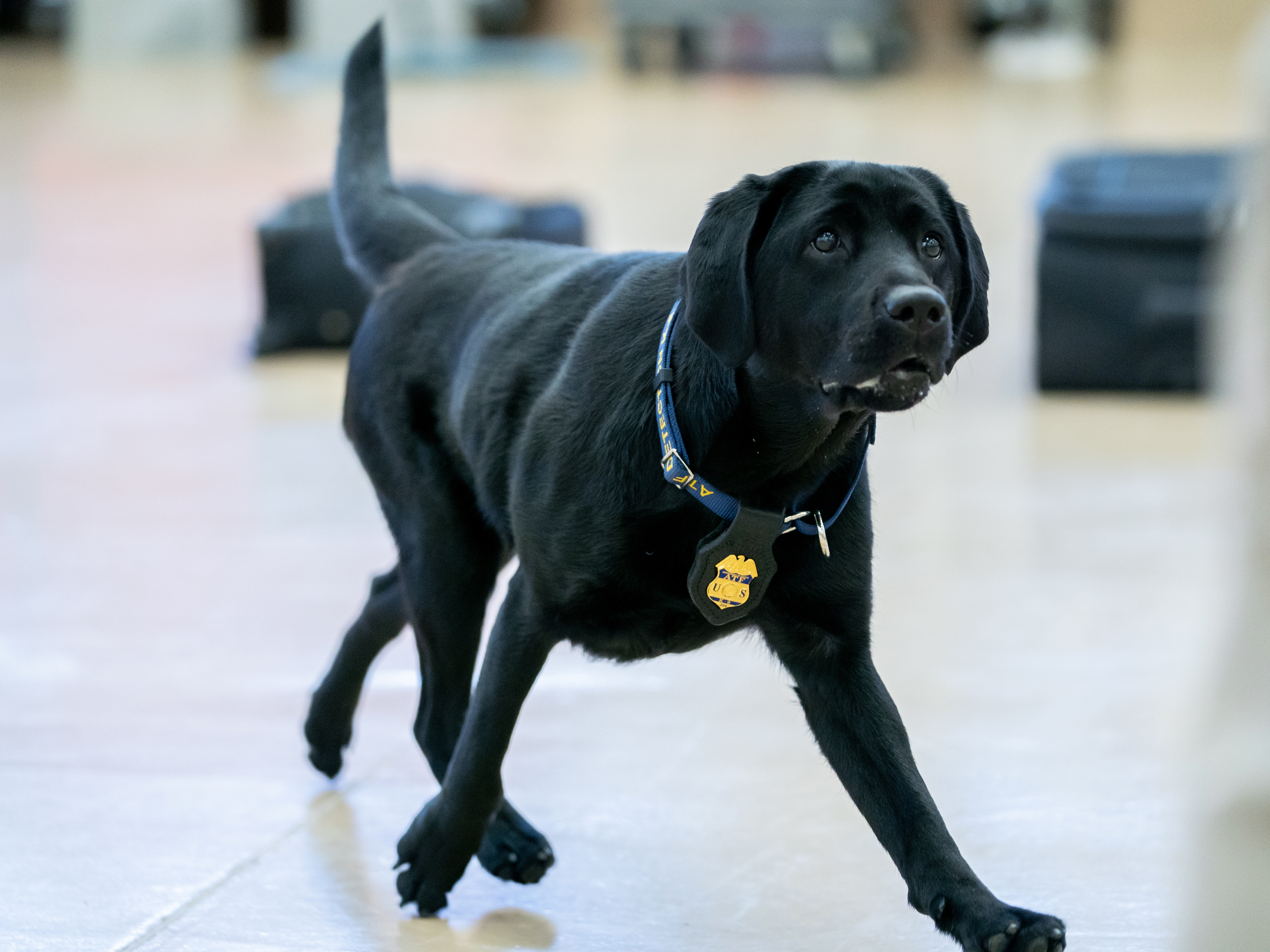 caption: K-9 Maggie returns to her handler, Special Agent Lindsey Bates, during a demonstration of an explosives search following a graduation ceremony for Bureau of Alcohol, Tobacco, Firearms and Explosives (ATF) Special Agent Canine Handlers and their dogs at the ATF training facility in Front Royal, Va., on June 21.