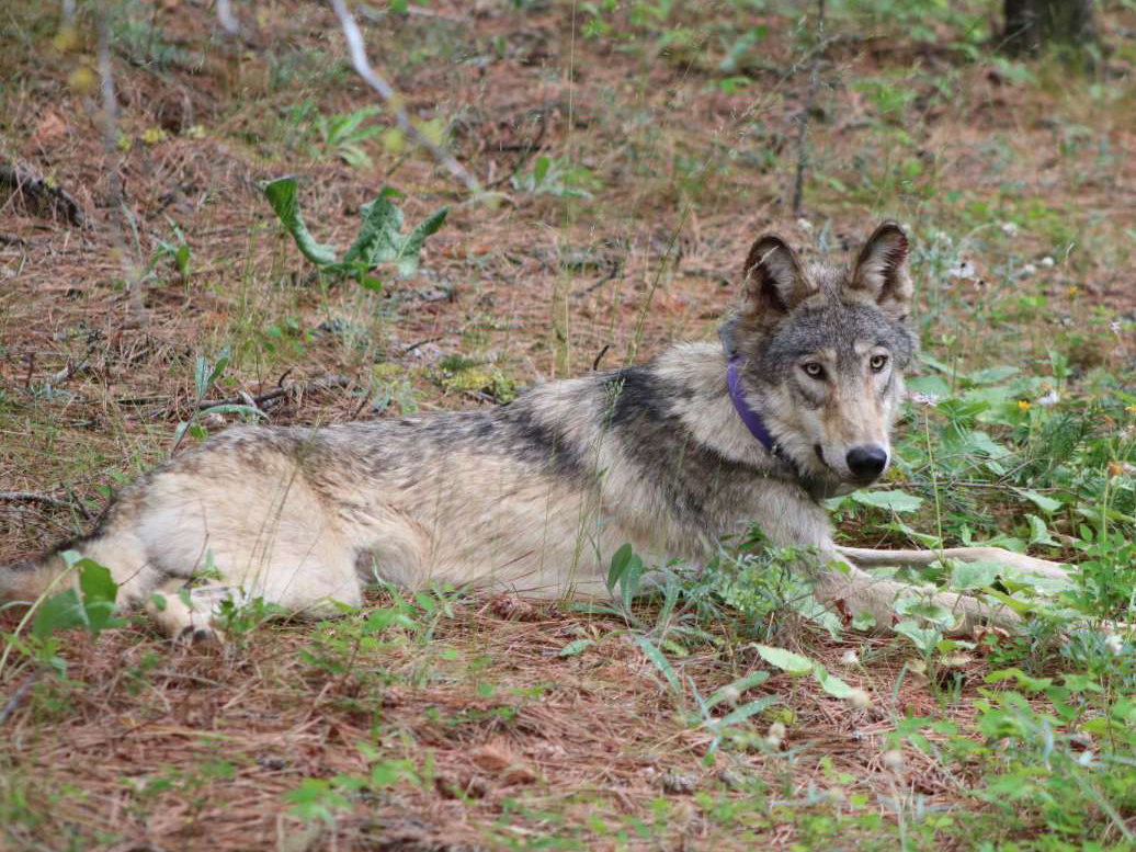 caption: The Oregon-born wolf known as OR93 near Yosemite, Calif. in February 2021. The wolf thrilled biologists as it journeyed far south into California, but was found dead after apparently being struck by a vehicle.