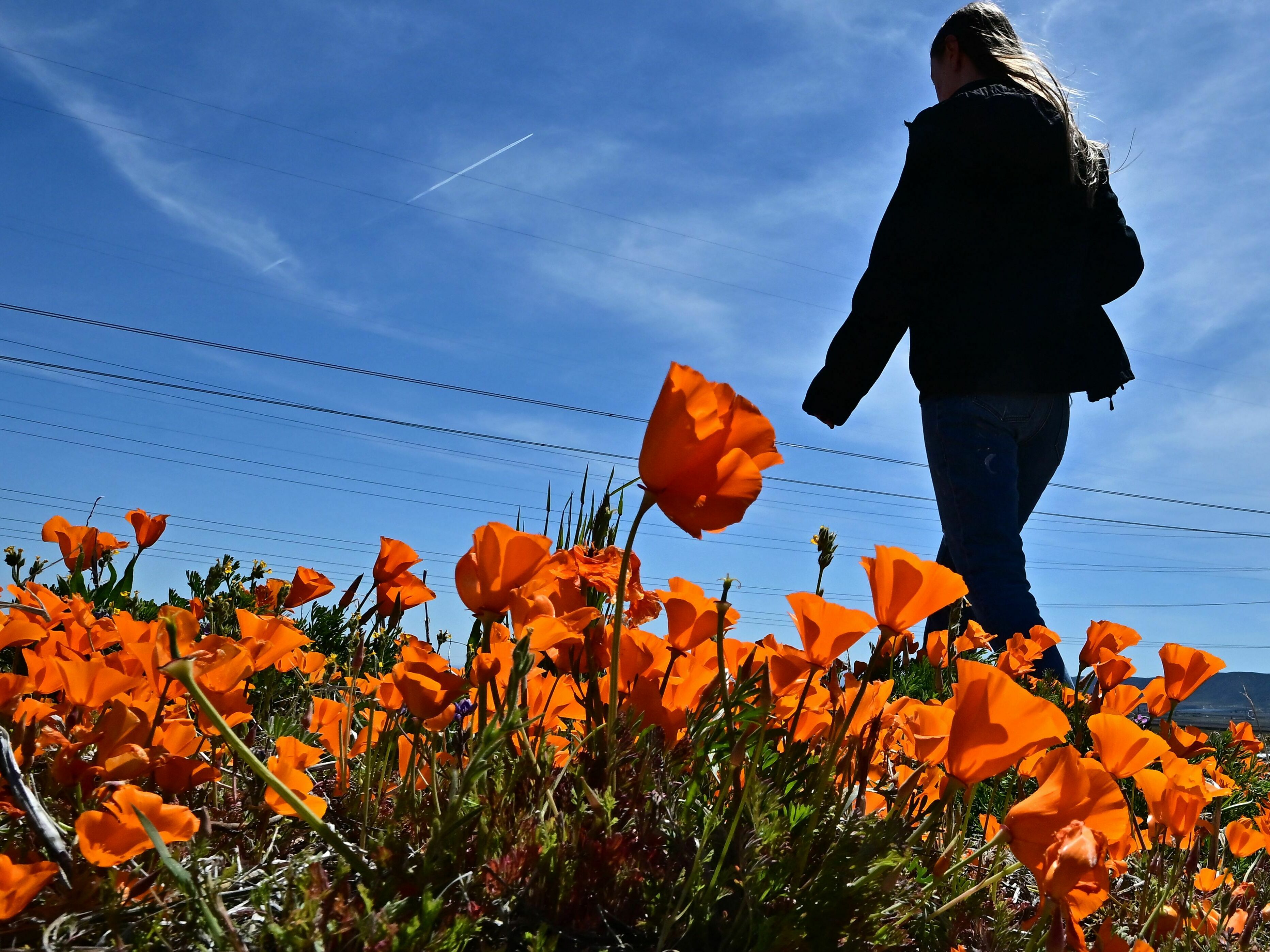 caption: A visitor views the blooming flowers at the Antelope Valley California Poppy Reserve on Thursday.