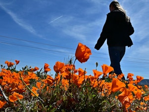 caption: A visitor views the blooming flowers at the Antelope Valley California Poppy Reserve on Thursday.