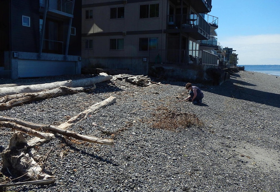 caption: UW-Tacoma biologist Aimee Kinney looks for small invertebrates that salmon feed on along a less-degraded patch of heavily walled Alki Beach in West Seattle.