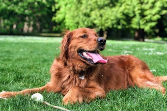 caption: A golden retriever lays in the grass at Seattle's Woodland Park. After months of consideration and surveys, Seattle's Parks and Recreation Department is considering the placement of two new dog parks, located at West Seattle Stadium and Othello Park. Ravenna Park is also an option, but more funding is needed. 