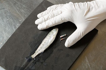 caption:  Researchers at Pacific Northwest National Laboratory tag young chinook salmon with tags slightly bigger than a grain of rice.