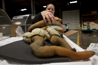 caption: Officer Natalie Vorous unpacks boxes of geoduck at Sea-Tac searching for evidence they were harvested legally. These were not. They were confiscated. 