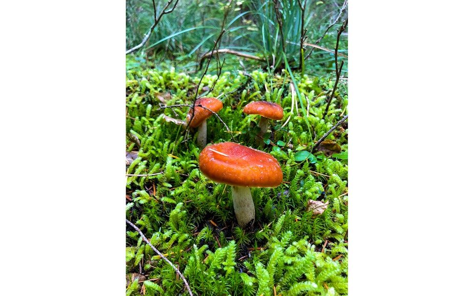 caption: Mushrooms in the Cascades of Washington state during a mushrooming event in mid-October 2019.