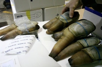 caption: China's ban on West Coast shellfish continues nearly two months after it alerted U.S. officials of high toxins in two shipments of geoduck clams.