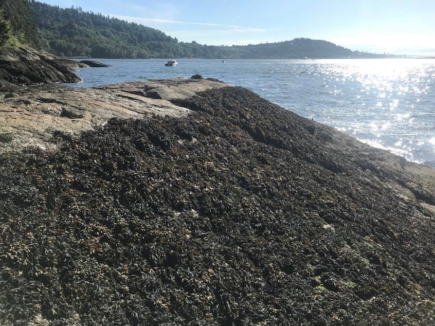 caption: BEFORE: A shoreline at Maple Beach, outside Vancouver, B.C., covered with Fucus seaweed on May 16, 2021.