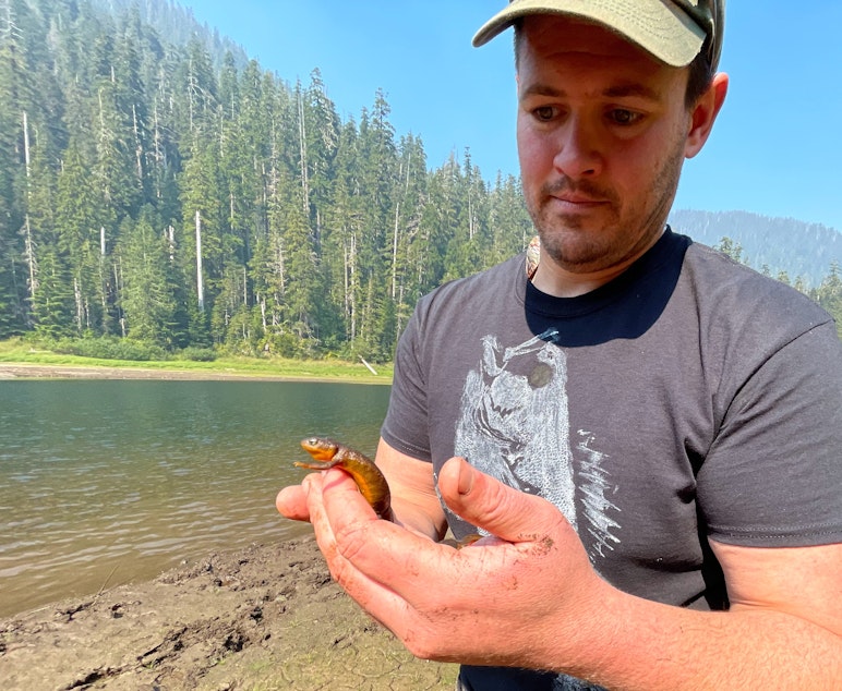 caption: Washington Department of Fish and Wildlife biologist Max Lambert holds an ailing rough-skinned newt at a lake on the Olympic Peninsula on Sept. 9, 2022.