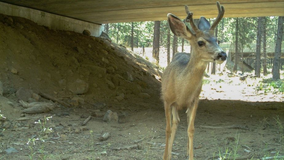 caption: File photo. A mule deer uses a wildlife underpass beneath Highway 97 in central Oregon. A new federal grant will helps western states with more crossings.