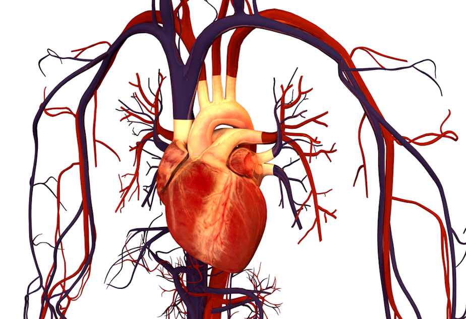 caption: Illustration of human heart and circulation.