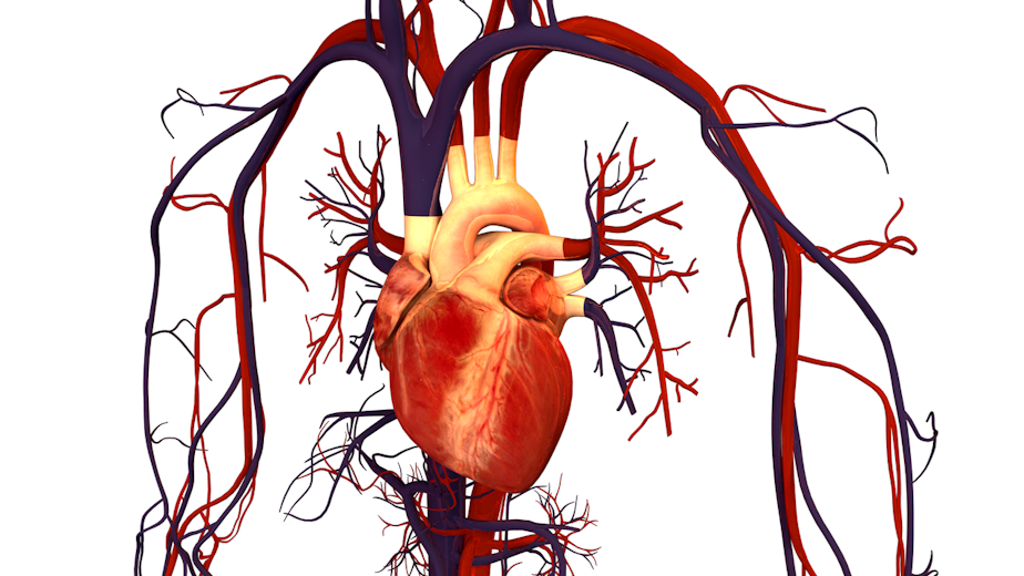 caption: Illustration of human heart and circulation.