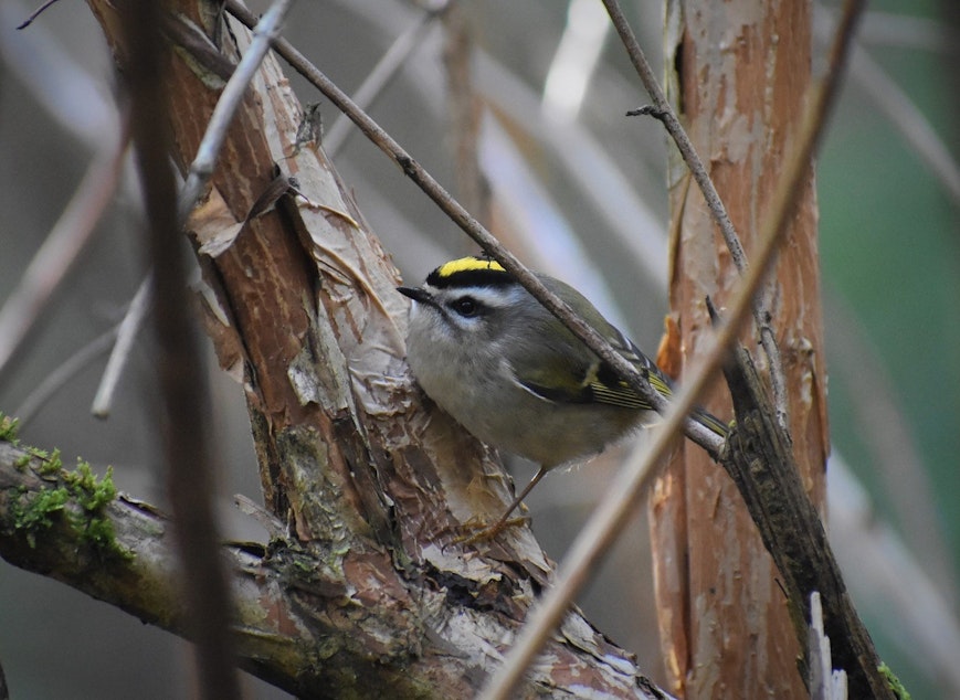 caption: Researchers want to know if birds like this Golden-crowned Kinglet will change behavior in the wake of reduced traffic and noise pollution. 