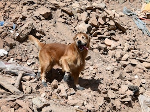 caption: A golden retriever named Kilian is part of a Swedish rescue team in Morocco after the earthquake. He's a veteran of past disaster rescue missions and his handlers say he helped find 18 people alive under the rubble in Turkey earlier this year.