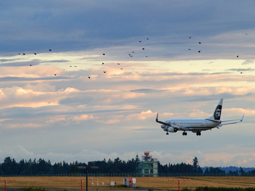 caption: An Alaska Air 737 arrives at SeaTac as a flock of birds crosses.
