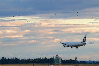 caption: An Alaska Air 737 arrives at SeaTac as a flock of birds crosses.