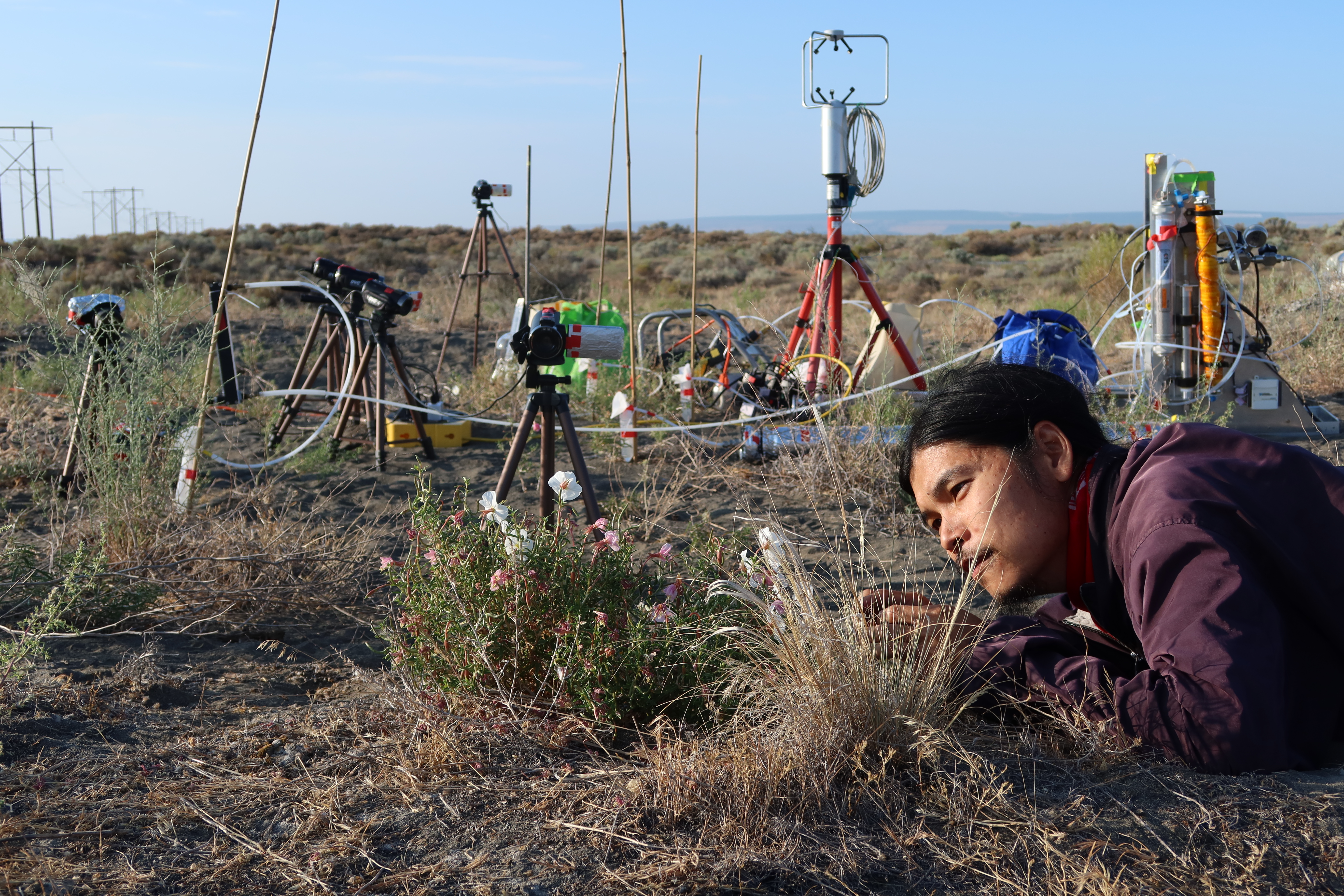caption: Lead author Jeremy Chan, at the time a University of Washington doctoral student, conducts field experiments on pale evening-primrose plants in July 2021 near Echo Basin in eastern Washington. 