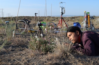 caption: Lead author Jeremy Chan, at the time a University of Washington doctoral student, conducts field experiments on pale evening-primrose plants in July 2021 near Echo Basin in eastern Washington. 