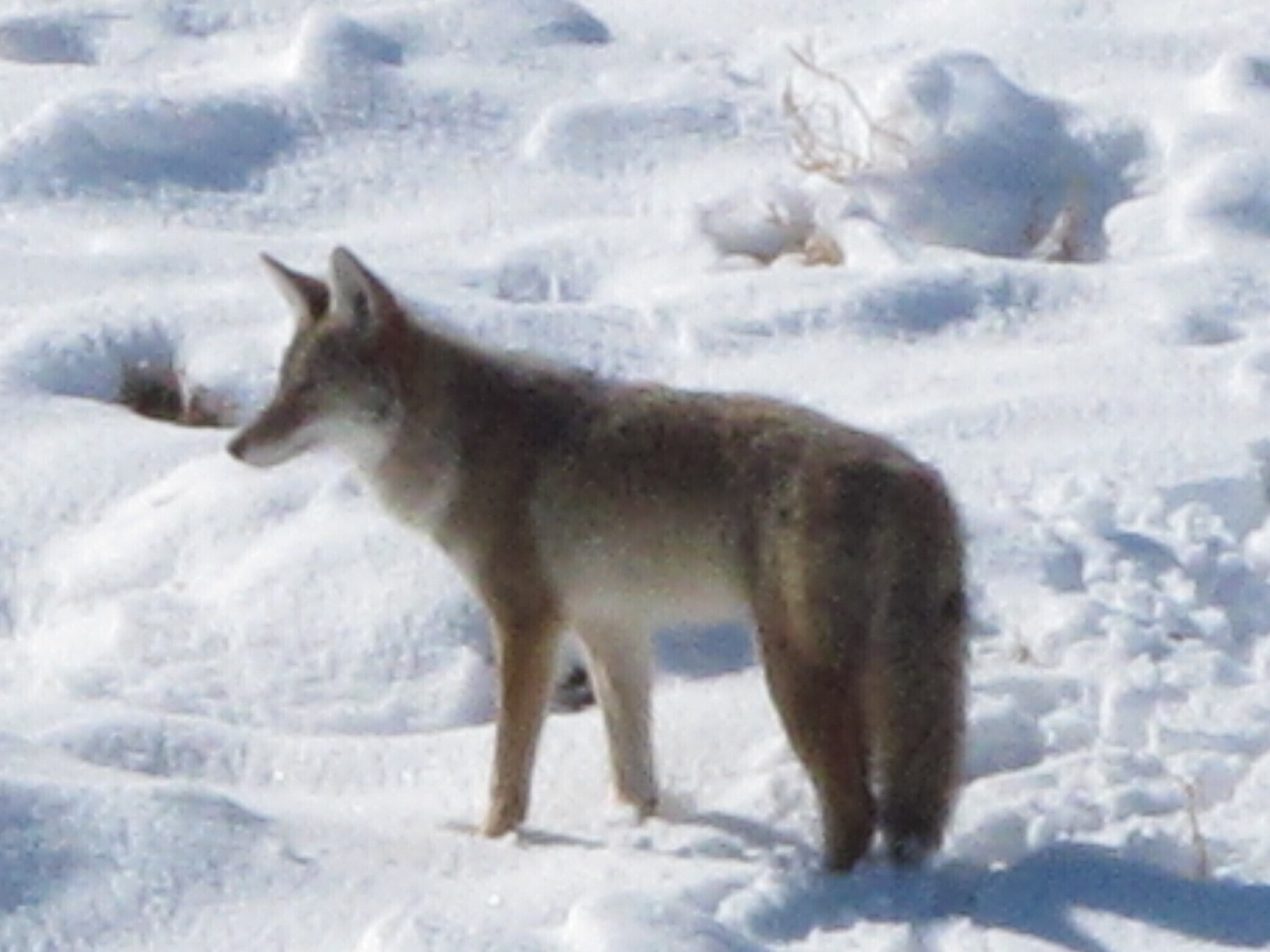 caption: A coyote makes its way through the snow on a hillside north of Reno, Nev.