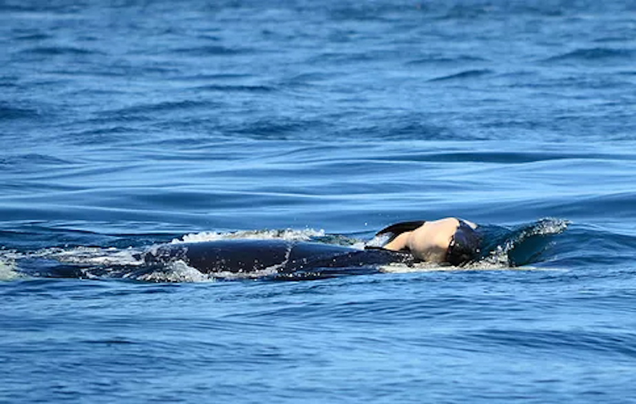 caption: J35's orca calf being carried by her mother after it died this week.