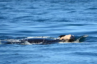 caption: J35's orca calf being carried by her mother after it died this week.