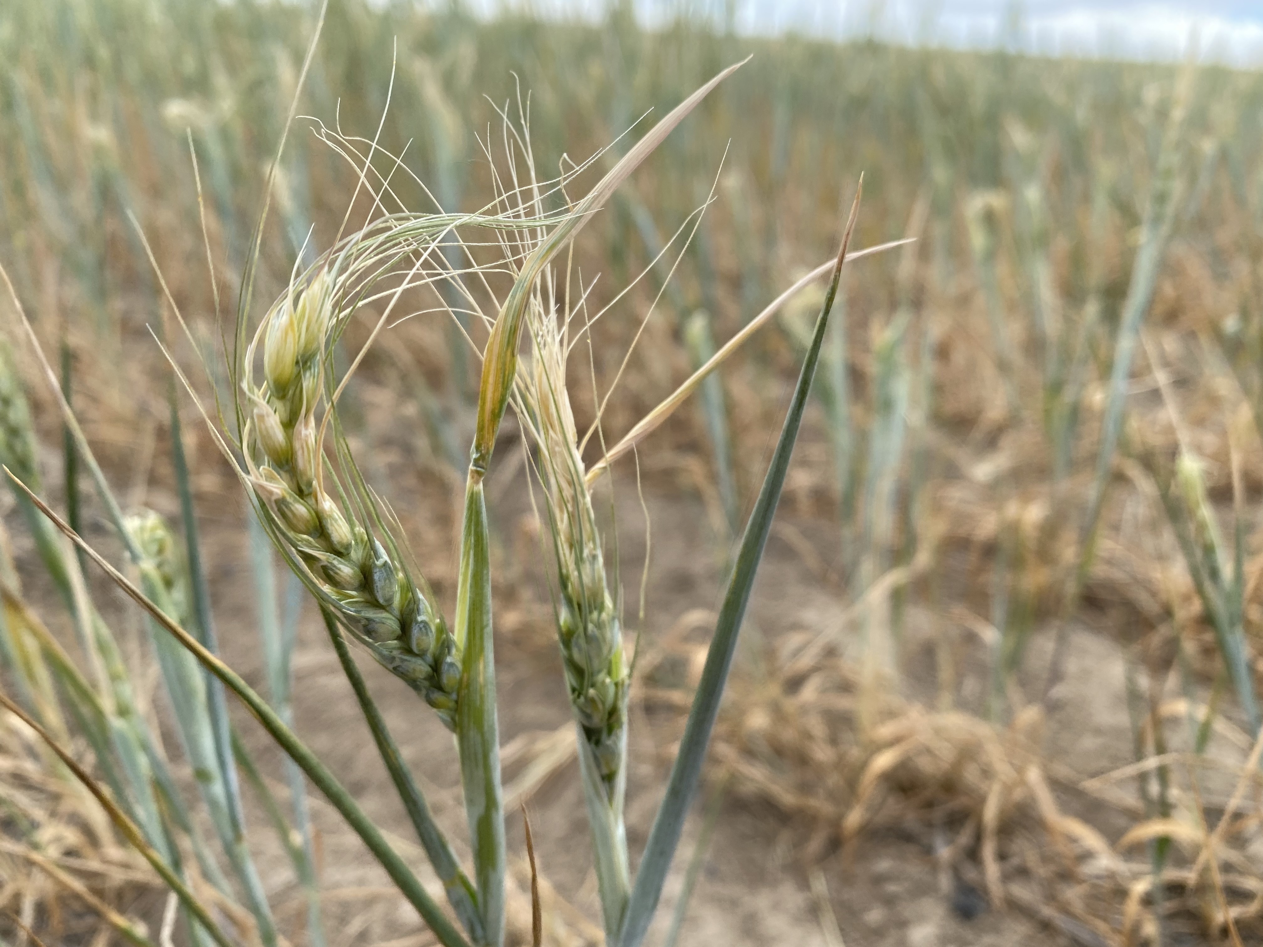 caption: Curled heads of wheat show the drought damage on Nicole Berg's ranch in southeast Washington state.
