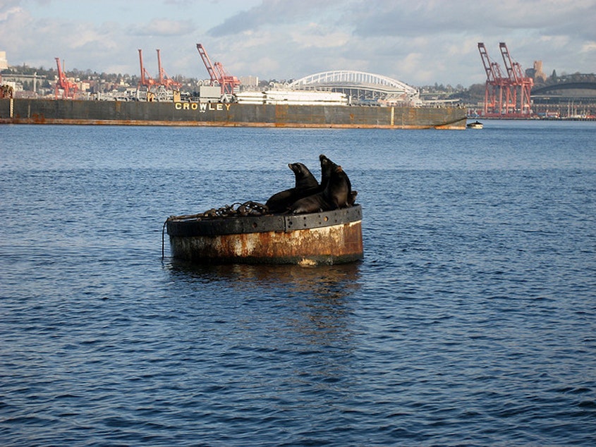 caption: Sea lions with downtown Seattle in the background.