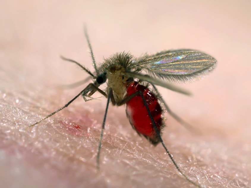 caption: Sand flies carry the protozoan parasites that spread leishmaniasis. It was thought to be a disease of tropical climates, but leishmaniasis-causing parasites have now been found living and circulating in the United States.