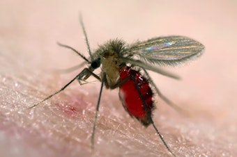 caption: Sand flies carry the protozoan parasites that spread leishmaniasis. It was thought to be a disease of tropical climates, but leishmaniasis-causing parasites have now been found living and circulating in the United States.