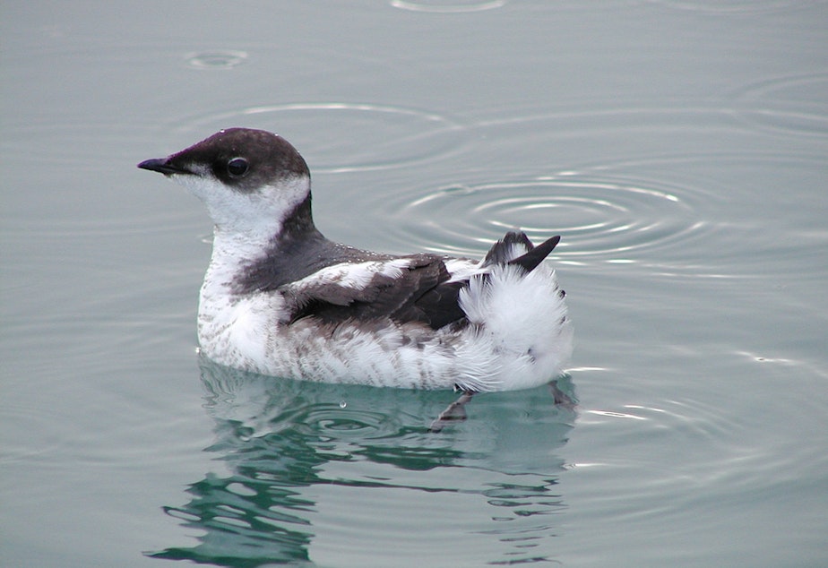 caption: A marbled murrelet at sea